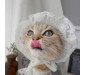 Lace Veil for Cats and Small Dogs 