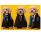 Harry Potter Ravenclaw Dog Costume Cat Wizard Robe