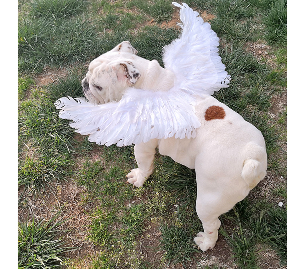 Dog Angel Wings Costume Fairy Ornament Feather Wing