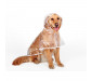 Clear Dog Raincoat with Hood Poncho  Rain Jacket for Large Dogs