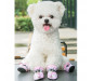 Hello Kitty Breathable Non-slip Shoes for Small Dogs