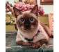 Exotic Blue Diamond Pet Collar