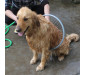 Portable Dog Bath 360° Washer Shower Hose Attachment