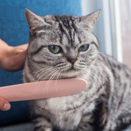 Morandi Cat Tongue Brush Hair Licky Comb for Cats Massage