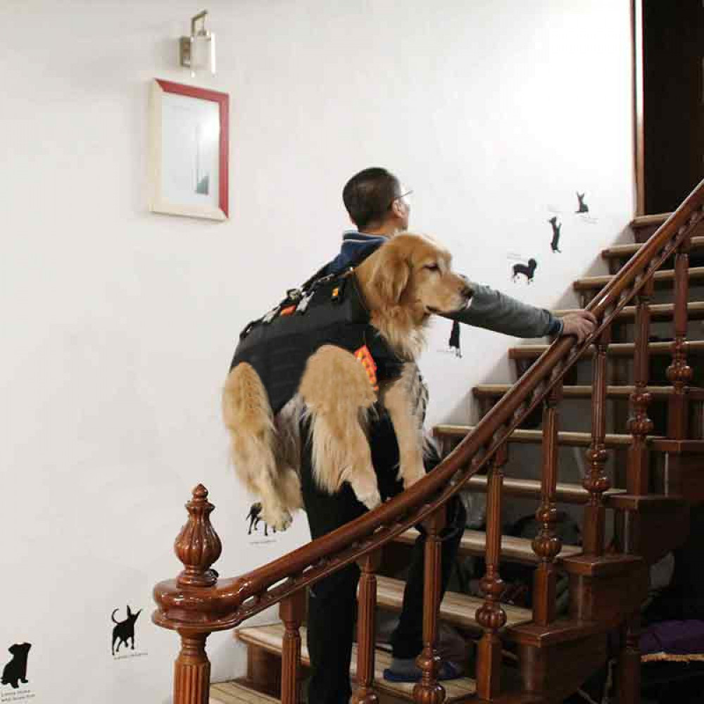 Pin On Dog Backpack Carrier | lacienciadelcafe.com.ar