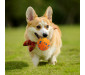Indestructible Bouncy Dog Ball Dog Chew Toy