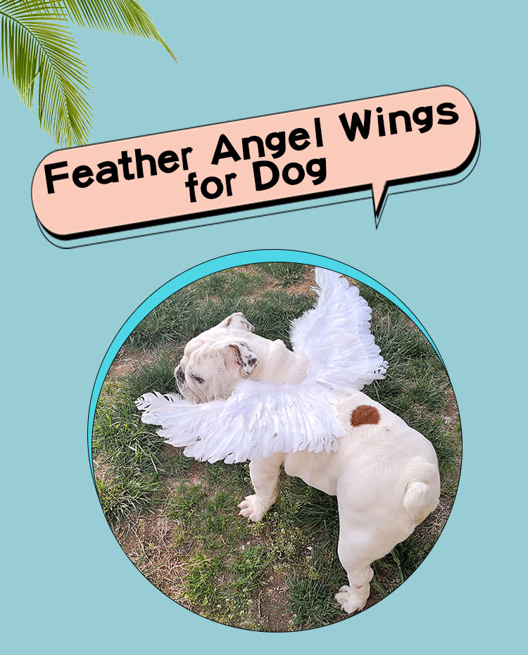 dog angel wings costume