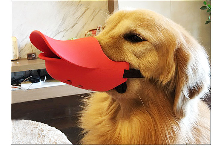 golden retriever wearing duck bill dog muzzle