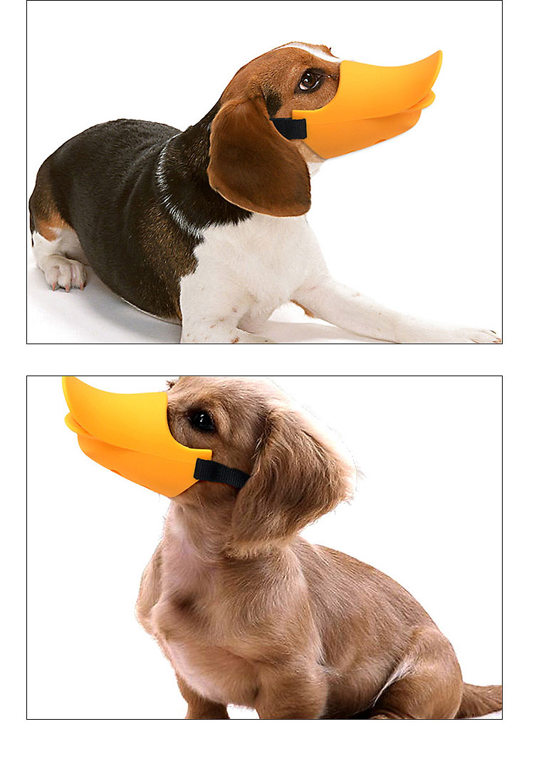 beagle wearing duck bill dog muzzle